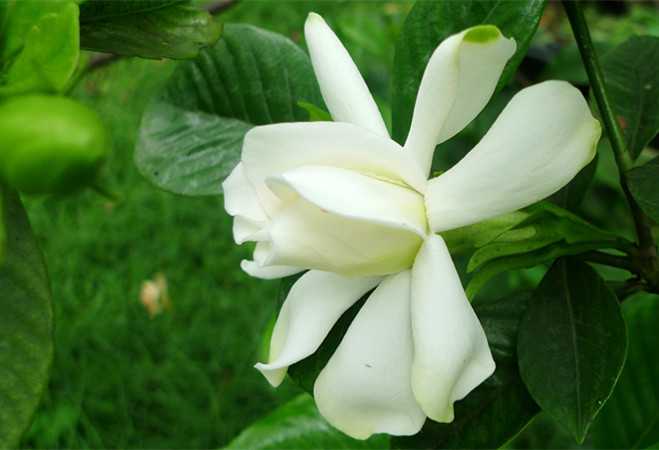 栀子花的养殖方法