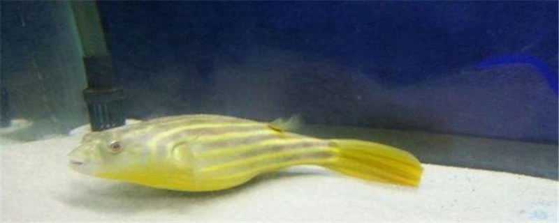 ������ͷ����ֳ����