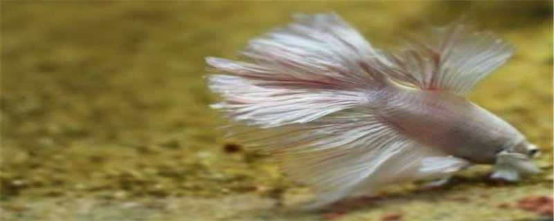 半月斗鱼的饲养方法