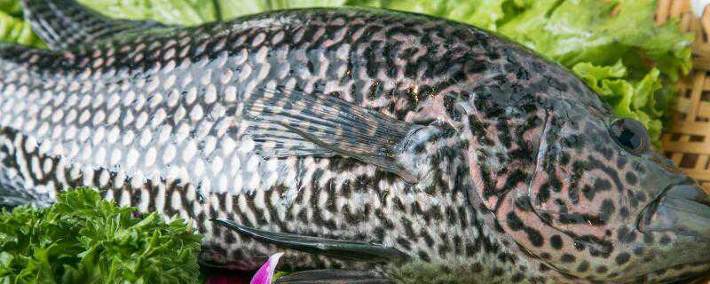 ʯ������ʲô���ϵ�