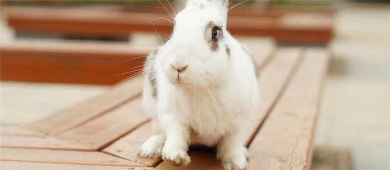 ���ӳԻƶ�����ô��