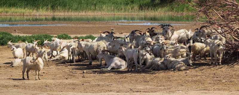 ������ɽ��