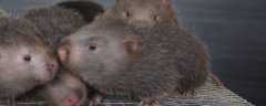 ʲô