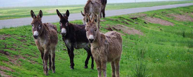 草原上的毛驴