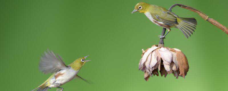 ��ֻ����