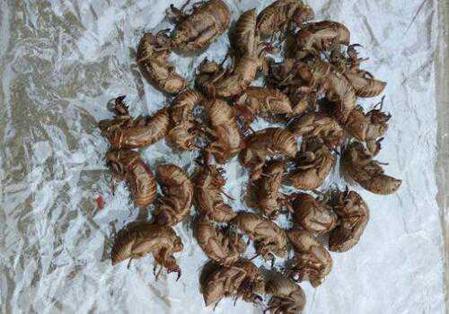 �������ֳ