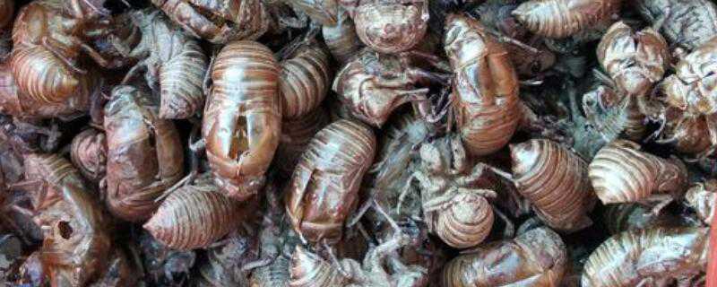 �Ƹɵ�����