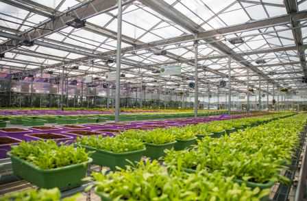 ������ֲ