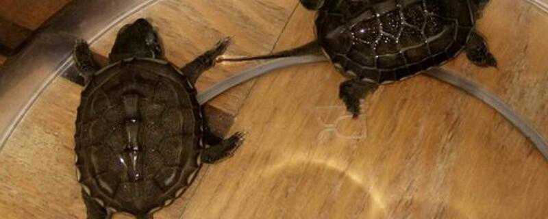 两只水中的小青龟