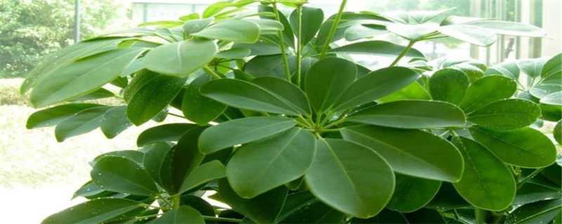 八方来财树的种植方法