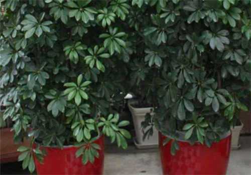 八方来财树的<a href='https://www.yangji120.com/life/list-90/' target='_blank'><u>花语</u></a>