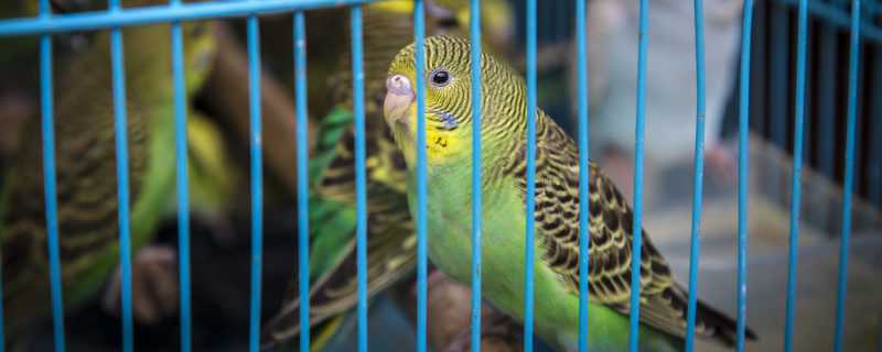 笼中的虎皮鹦鹉