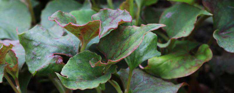 种植鱼腥草有销路吗