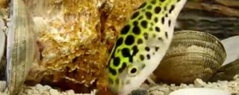 绿河豚怎么养