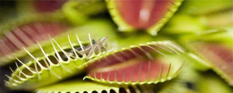 捕虫草的养殖方法