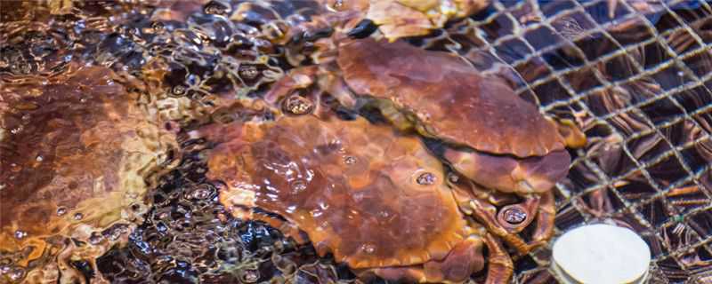 ������ô��