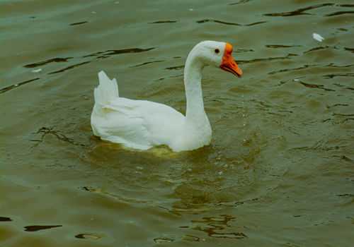 �����ô��