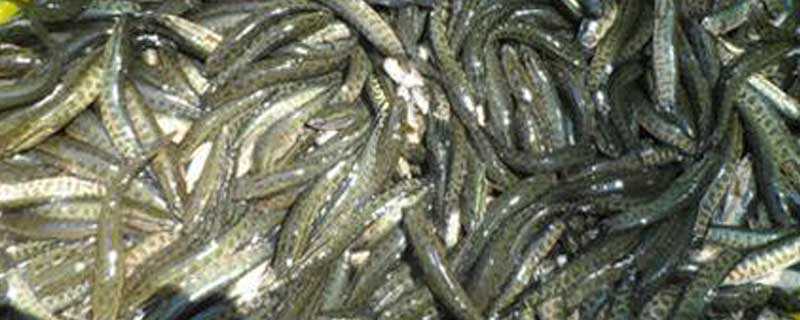 ��������ô��