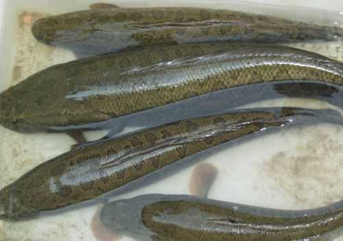 ��������ô����