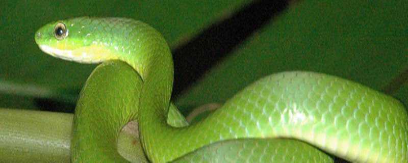 翠青蛇怎么养