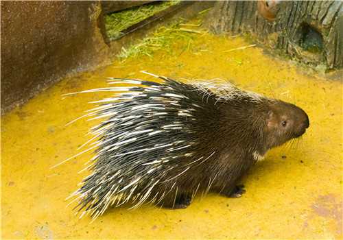 2019年豪猪多少钱一斤