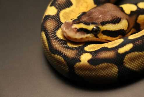 蟒蛇是保护动物吗