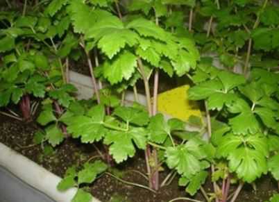 �۲����缼��Ҫ��