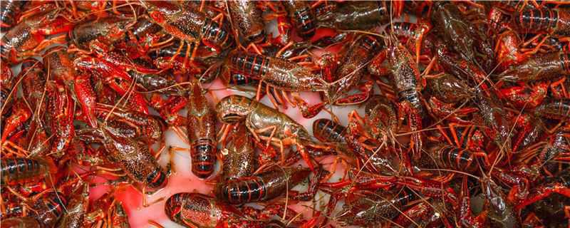 ��ˮС��Ϻ��ֳ����