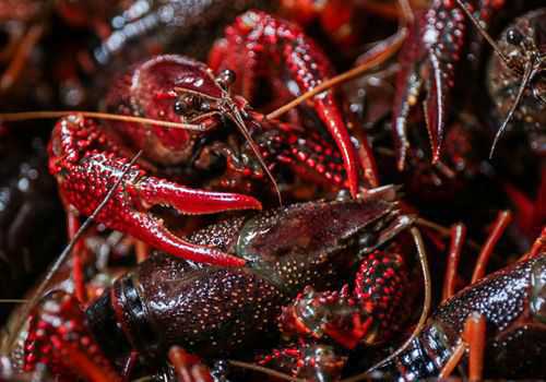 ��ˮС��Ϻ������������