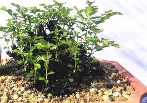 ��̴���Ծ���