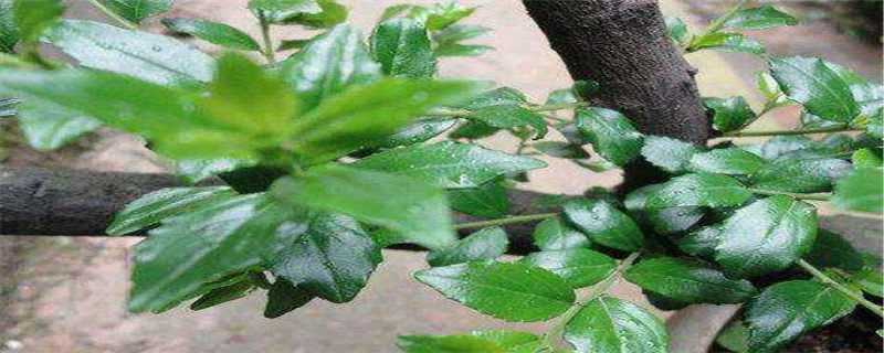 ��̴����ֳ����