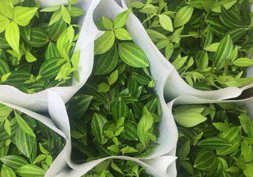 钻石翡翠的养殖方法和注意事项