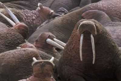 海象有什么天敌