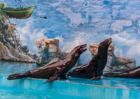 海豹有哪些天敌