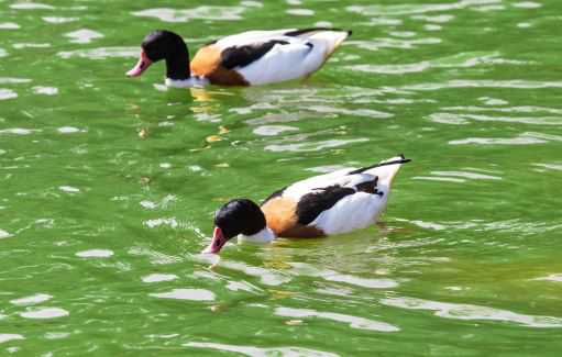 ԧ����ʲô����