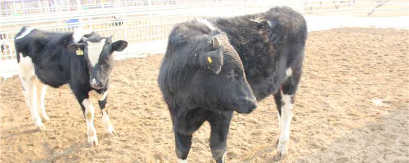 母牛生完牛犊多久配种