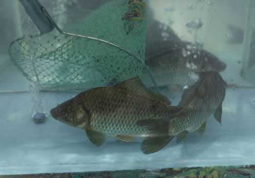 �ճ�ʳ�������������Щ