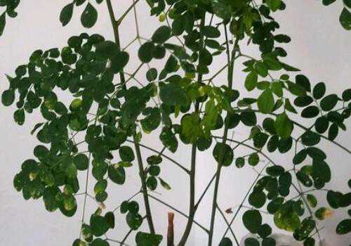 ��ֲ����ľ��