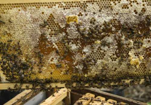 ���۵Ĺ�Ч����������Щ