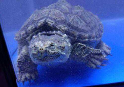 һֻ����С����