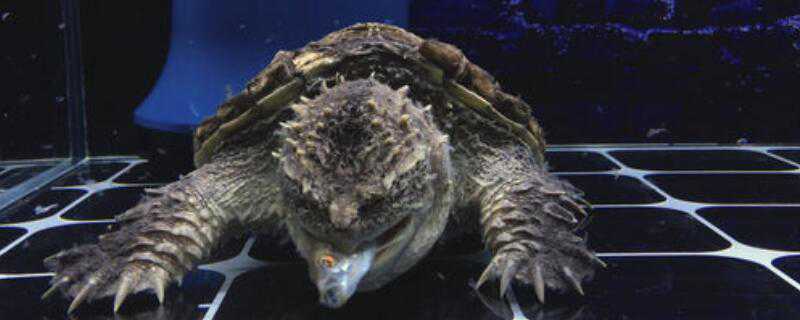 ��ʳ��С����