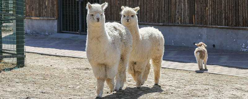 羊驼是保护动物吗