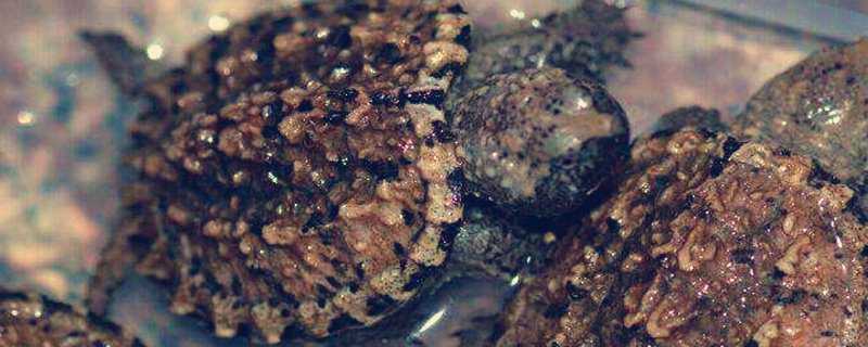 鳄龟什么时候下蛋