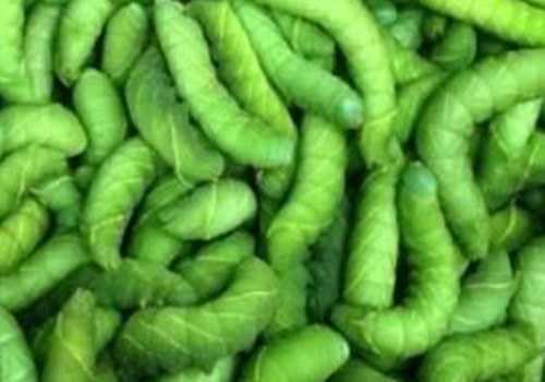 ������ô��