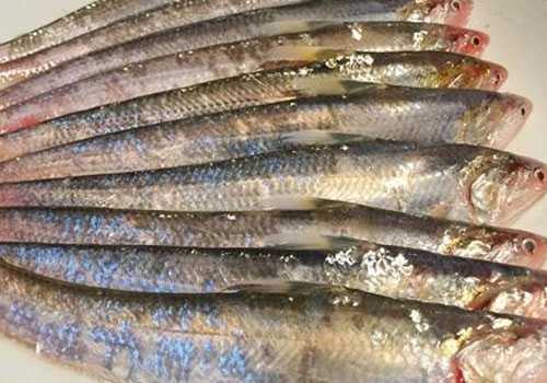 江刀鱼多少钱一斤