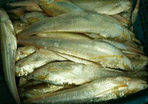 江刀鱼和湖刀鱼有什么区别