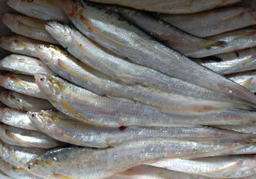 江刀鱼是什么鱼