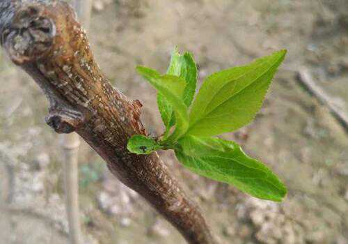 �����޽�ʱ��