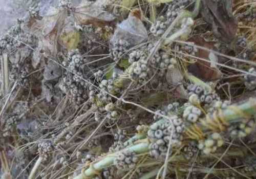 ��˿����ˮ�ȵĹ�Ч����Щ