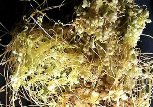 ��˿�Ӽ۸�һ�����Ǯ